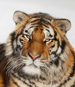 Close-up portrait of tiger