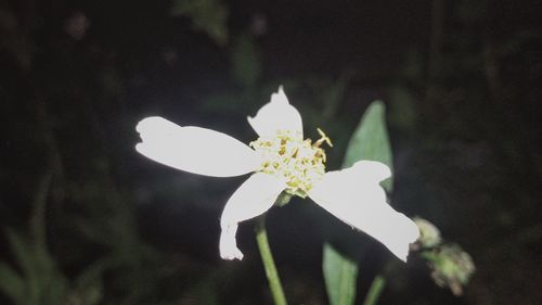 Close-up of white flower