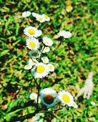Close-up of insect on flowers