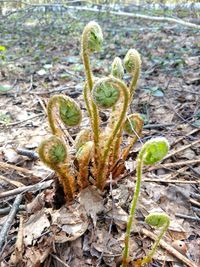 Close-up of plant