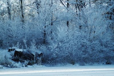 Snow covered trees