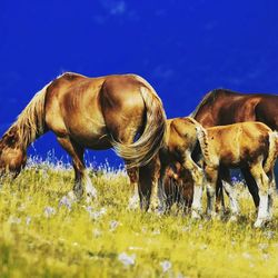 Horse grazing in pasture