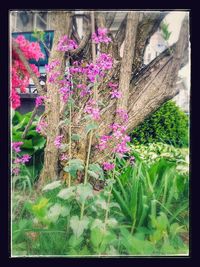 Close-up of flowers blooming outdoors