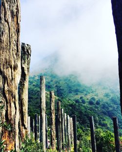 Panoramic view of trees against sky