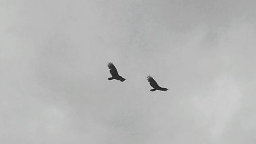 Low angle view of birds flying in sky