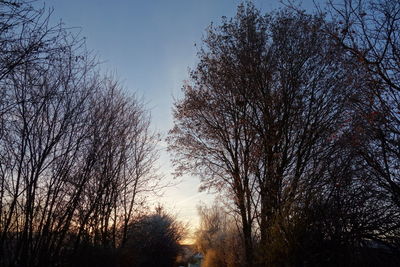 Close-up of trees against sky