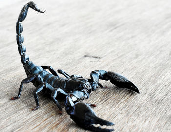 High angle view of crab on table