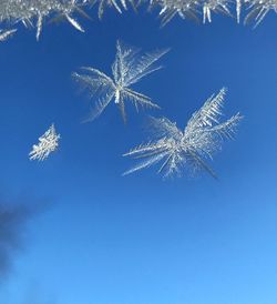 Close-up of snowflakes on blue background