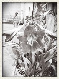 Close-up of flowers