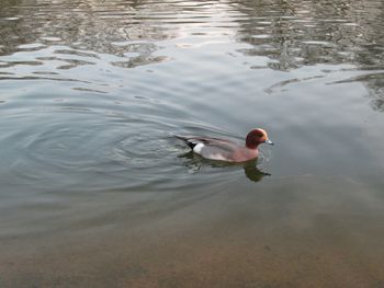 Ducks swimming in lake