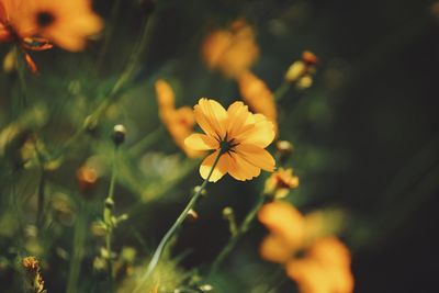 Close-up of yellow cosmos flower