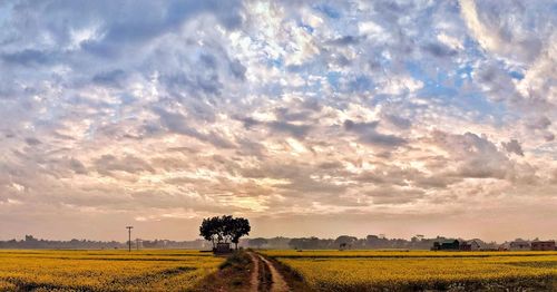 Scenic view of agricultural field against sky during sunset