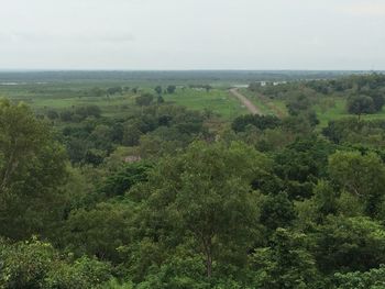 Trees growing on field