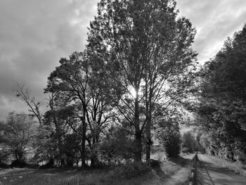 Trees on field against sky