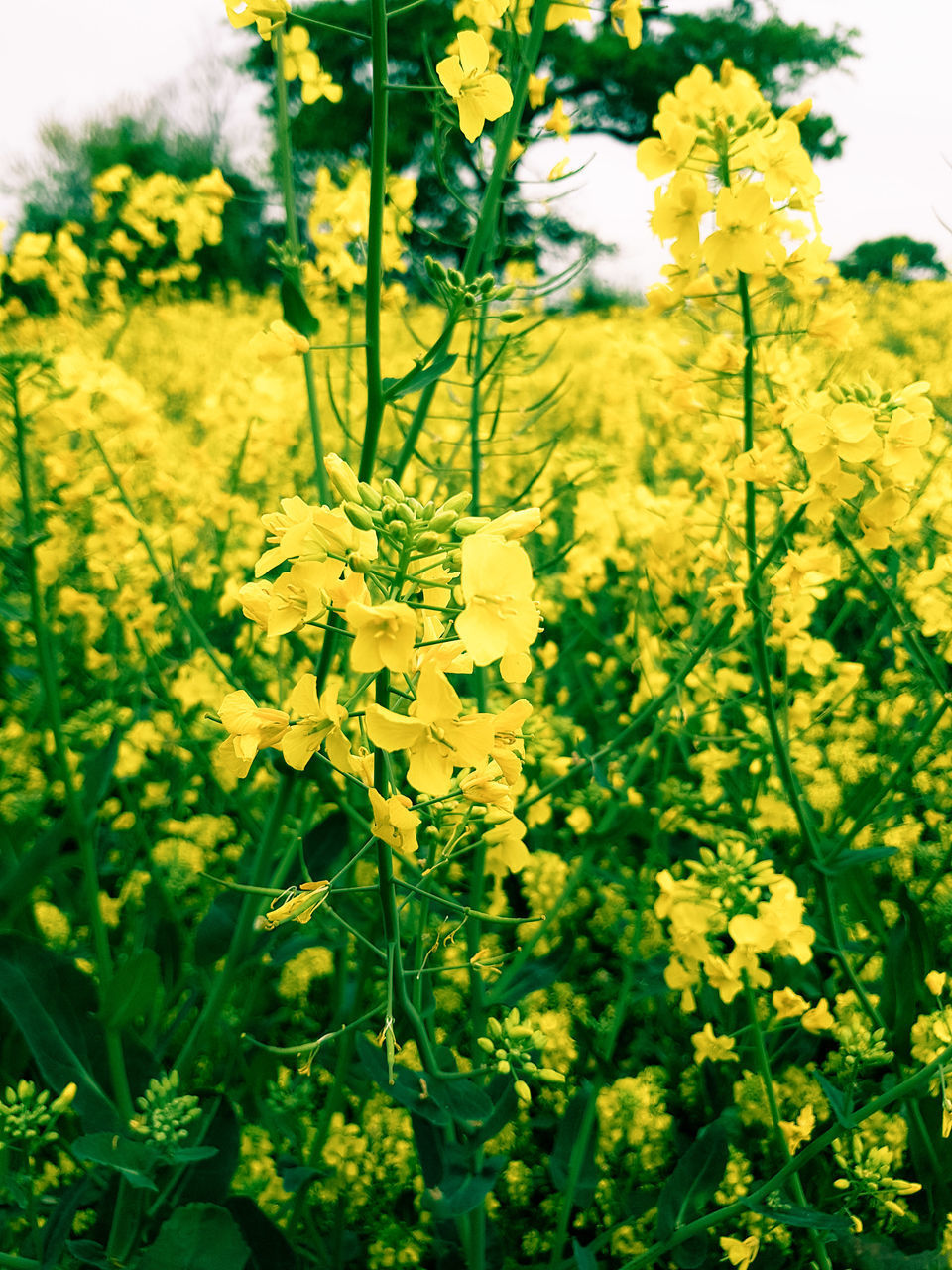 CLOSE-UP OF FRESH YELLOW FLOWER FIELD