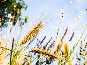 Close-up of wheat growing on field against sky