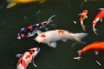 High angle view of koi carps swimming in pond