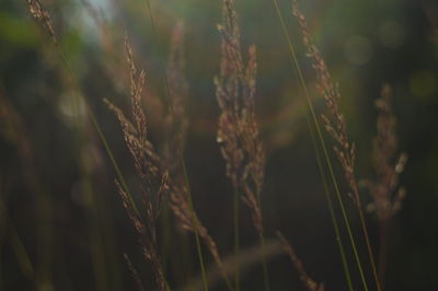 Close-up of stalks in wheat field