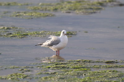 Seagull perching on a water 