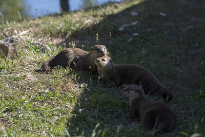 Otter in a field