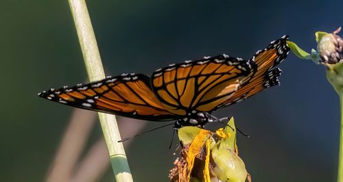 Close-up of butterfly pollinating flower