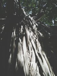 Low angle view of trees