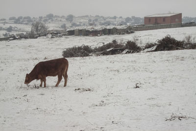 Horse on field against sky