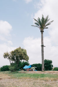 Palm trees on field against sky