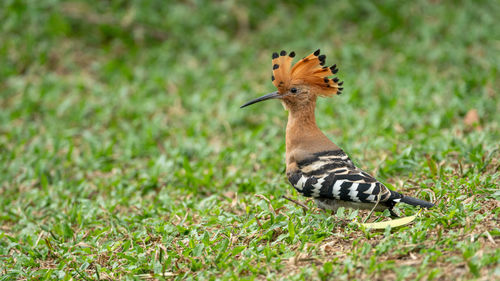 Side view of a reptile on field