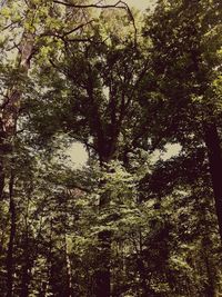 Low angle view of trees