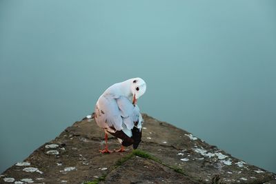 Seagull perching on rock