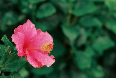 Close-up of wet pink rose flower