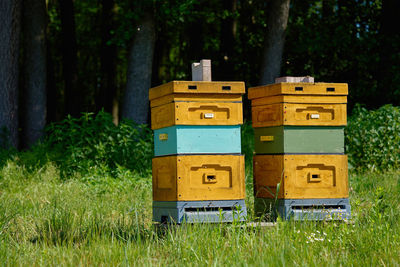 Painted wooden bee hives arranged in row in grassy meadow near forest edge on sunny afternoon