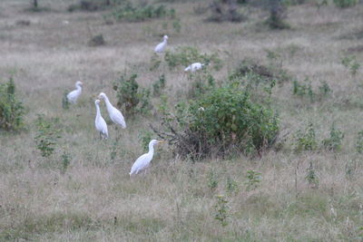 View of birds on field