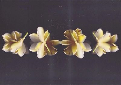 Close-up of flower over black background