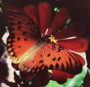 Close-up of butterfly on red leaf