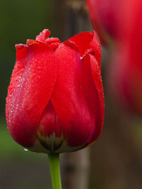 Close-up of red poppy blooming outdoors