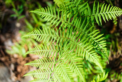 Close-up of fern leaves on tree