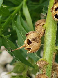 Close-up of insect on plant