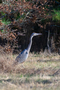 Side view of a bird in a forest