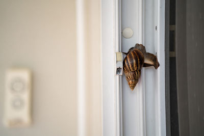Giant snail crawling at window during rainy season.