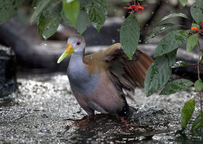 Close-up of bird perching on a water