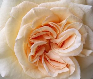 Close-up of white rose