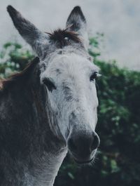 Close-up of horse