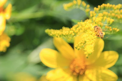 Close-up of insect on yellow flower