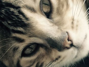 Close-up portrait of a cat