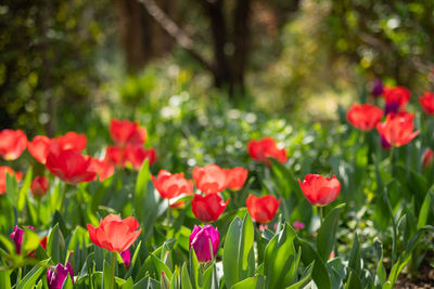 Close-up of red flowers growing on field