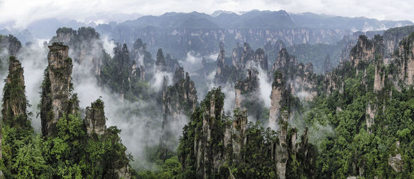 Panoramic view of trees in forest against sky