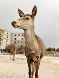 Lion standing in a field