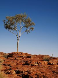 Low angle view of trees against clear blue sky